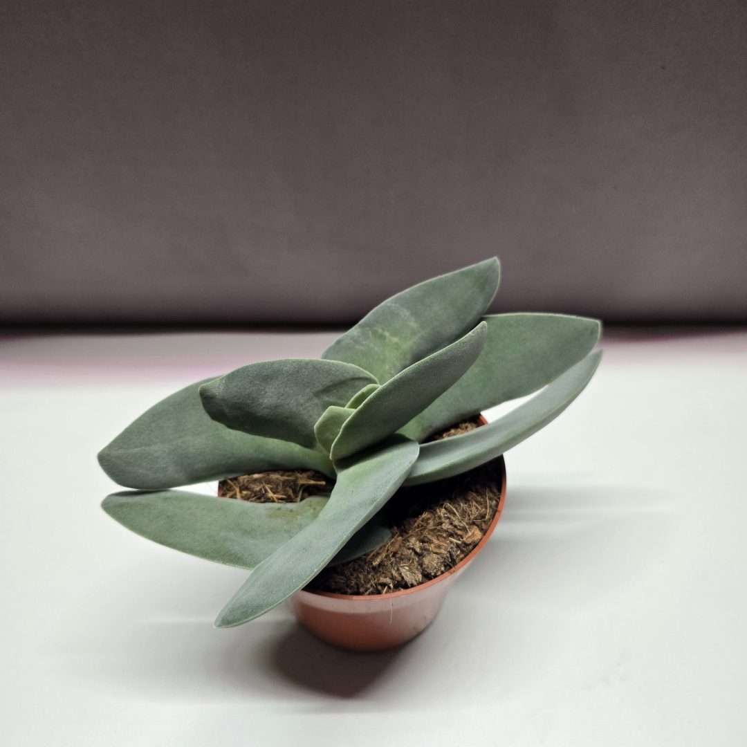 Crassula boomerang ↑10cm ⊘10cm