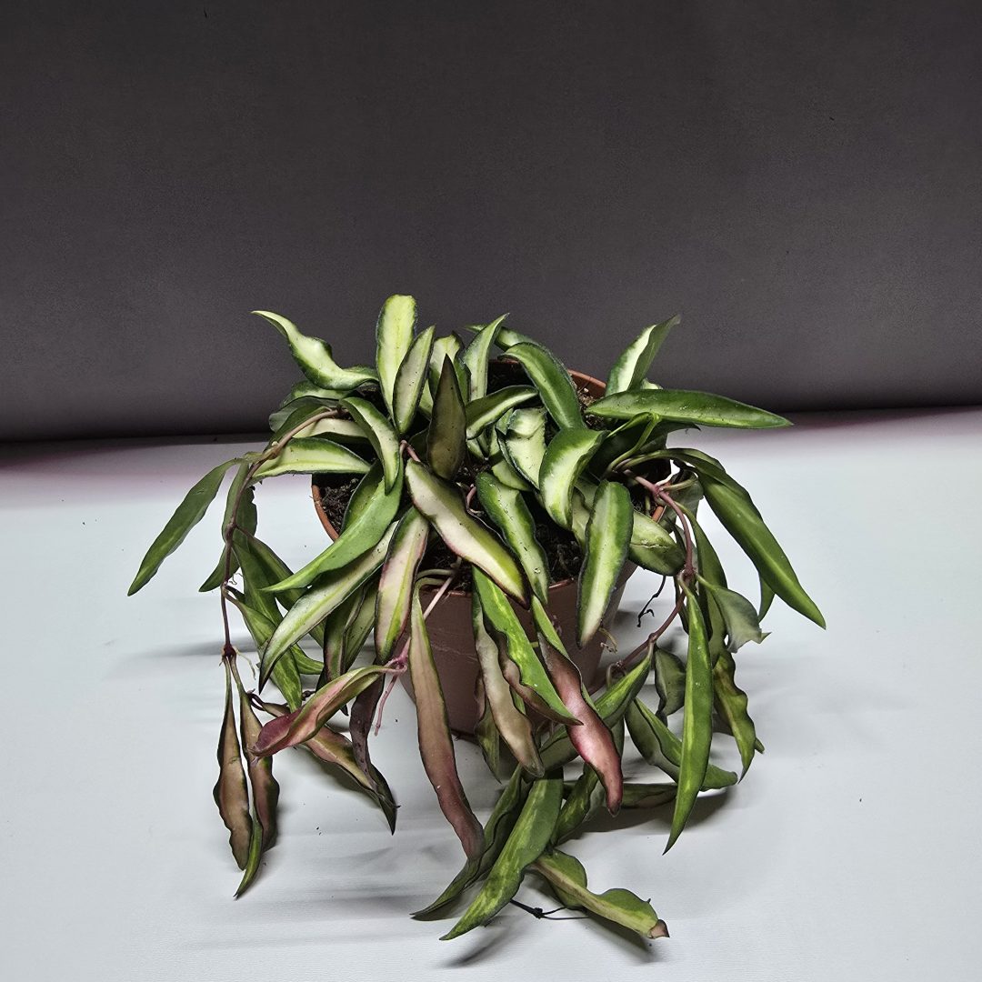 Hoya wayetii tricolor ↑20cm ⊘12cm