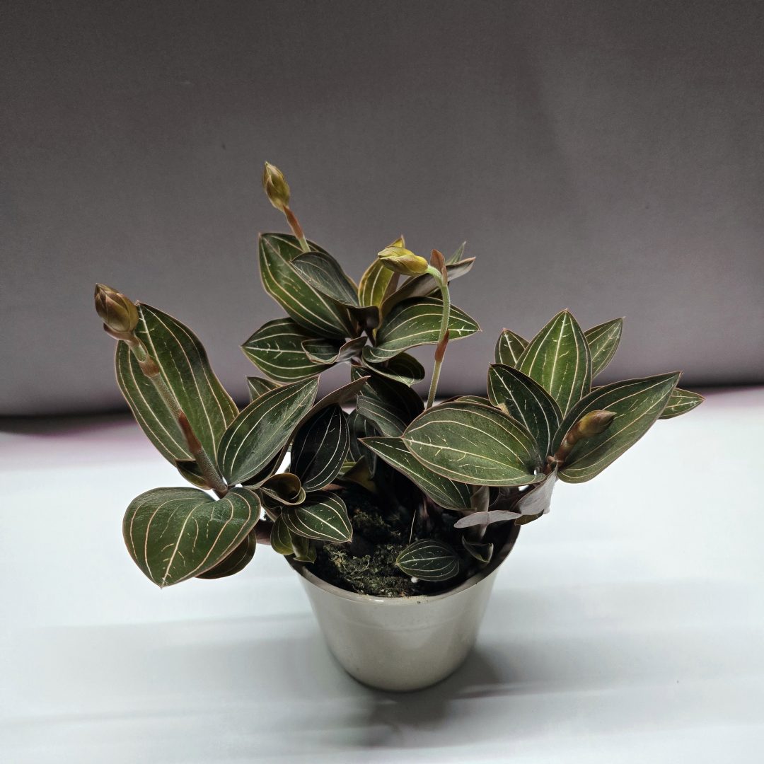 Ludisia discolor - Ékszerorchidea ↑20cm ⊘12cm