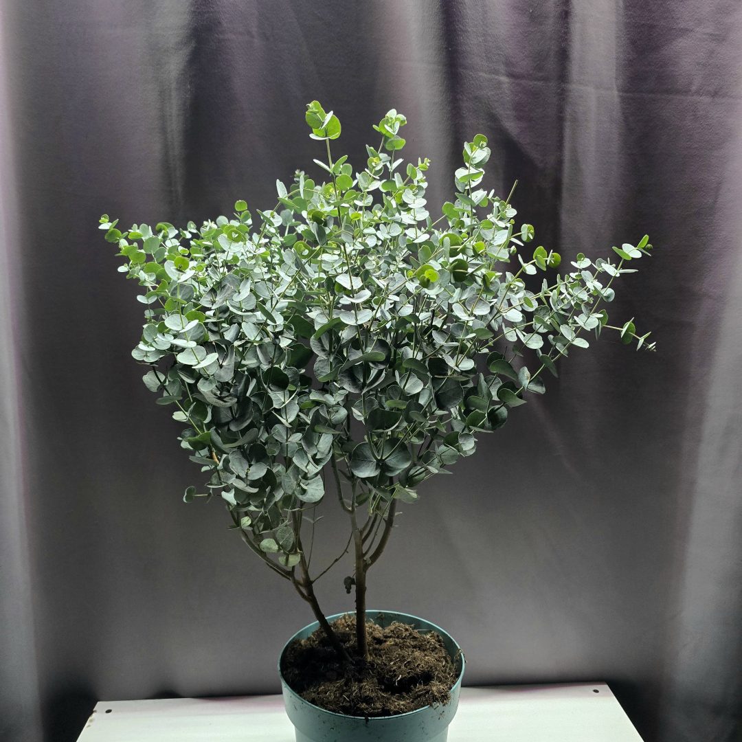 Eucalyptus gunii ↑60cm ⊘19cm