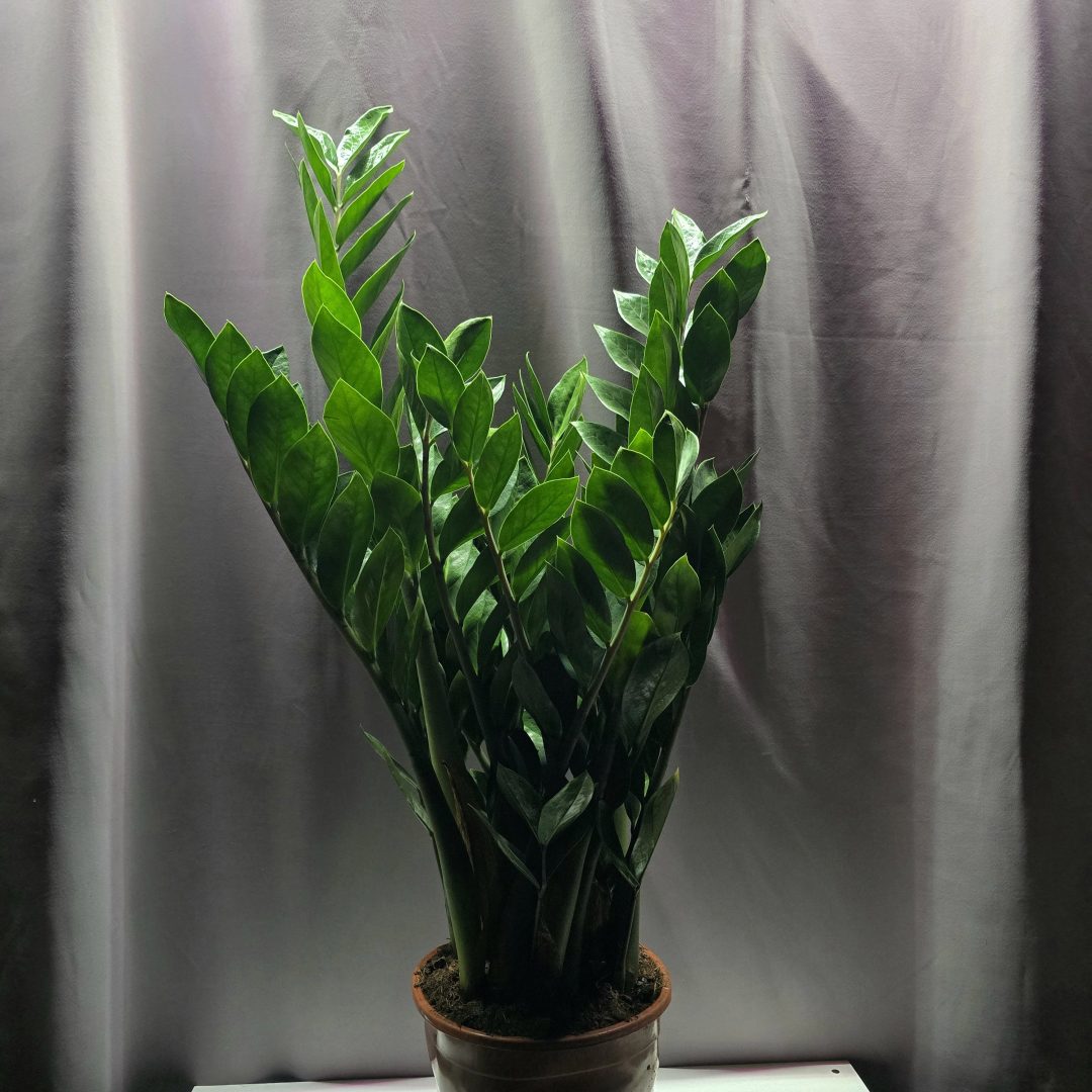 Zamioculcas - Agglegénypálma ↑100cm ⊘21cm