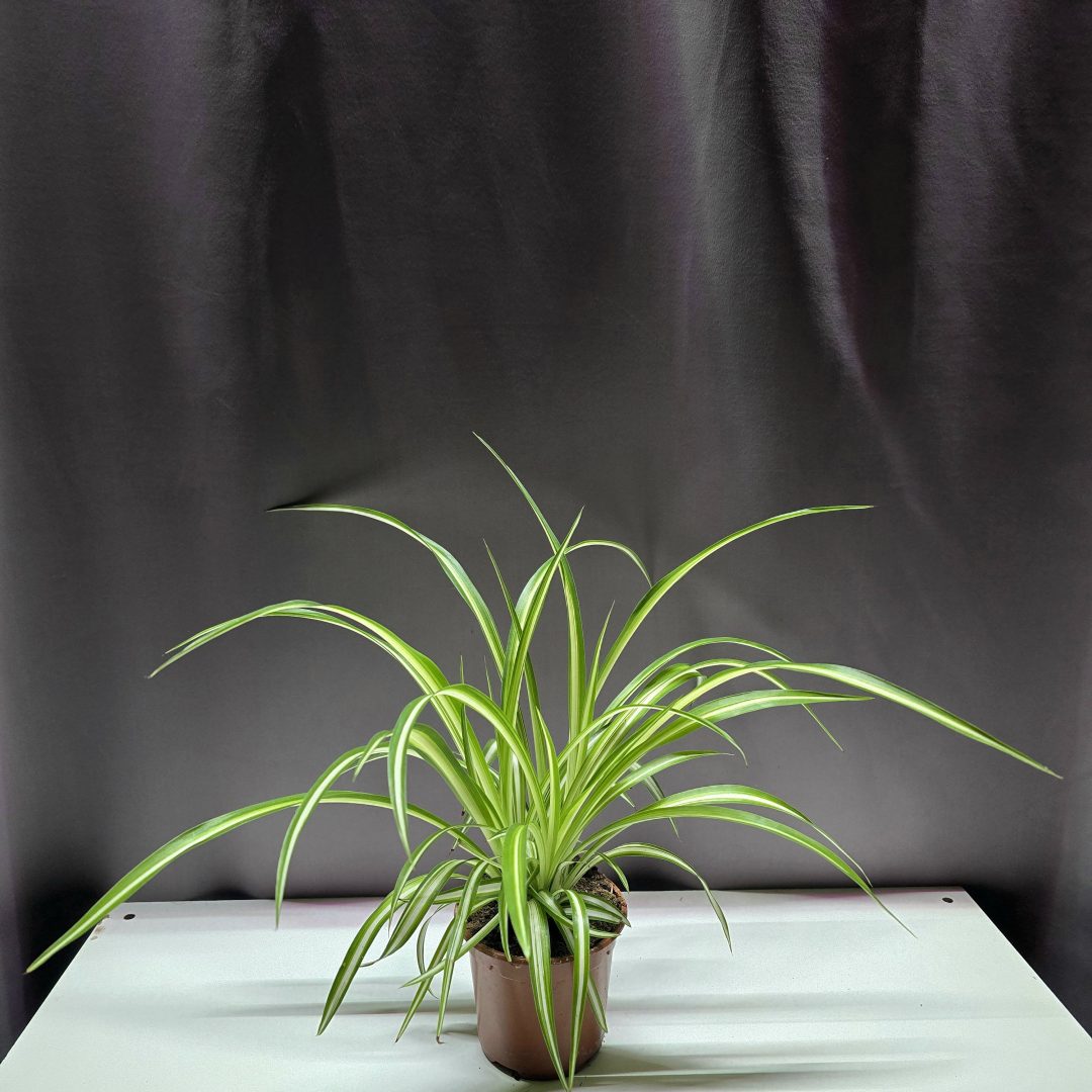 Csokrosinda - Chlorophytum ↑30cm ⊘11cm