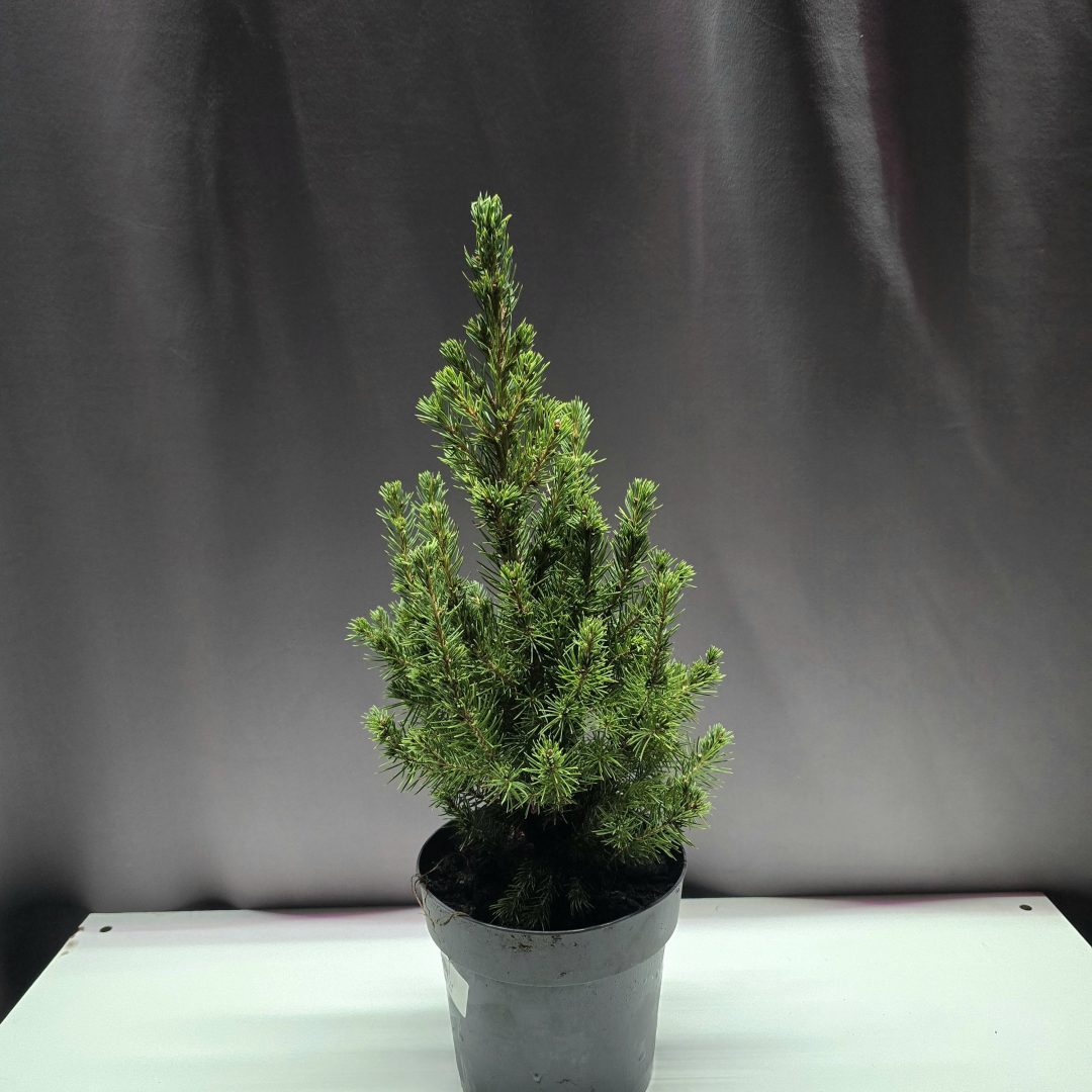 Picea glauca Conica - Cukorsüvegfenyő ↑40cm ⊘15cm