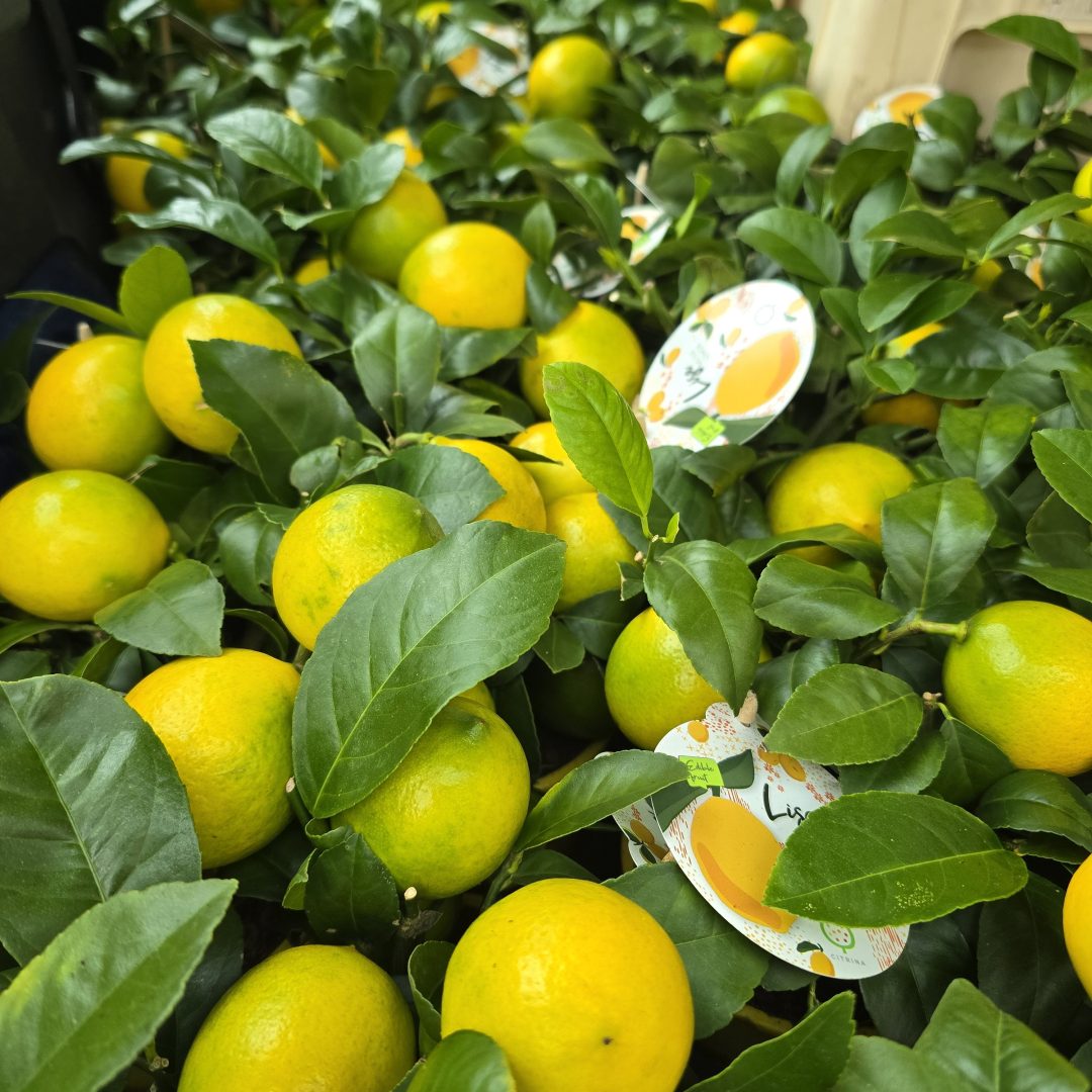 Meyer citrom ( terméssel )