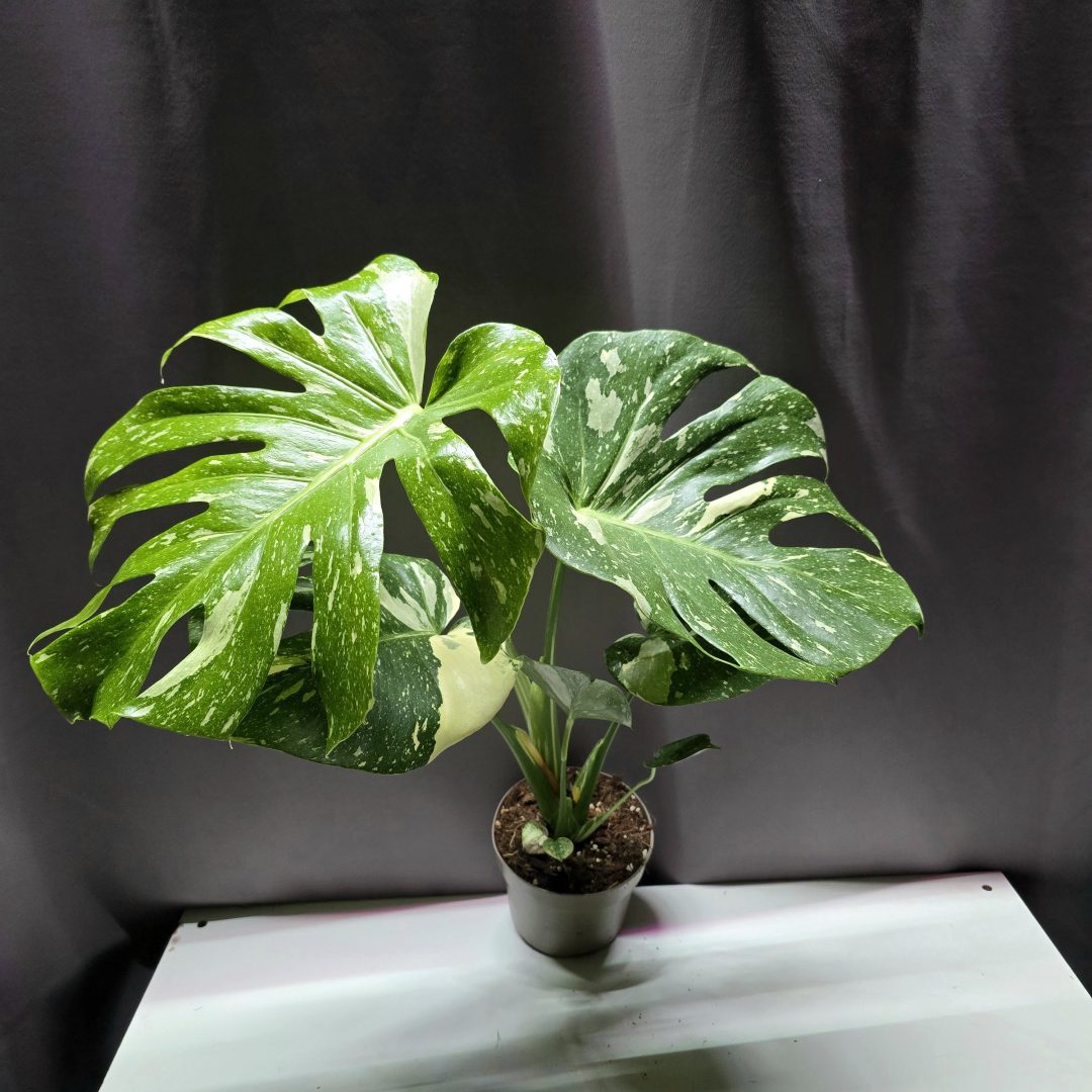 Monstera Thai Constellation ↑40cm ⊘12cm