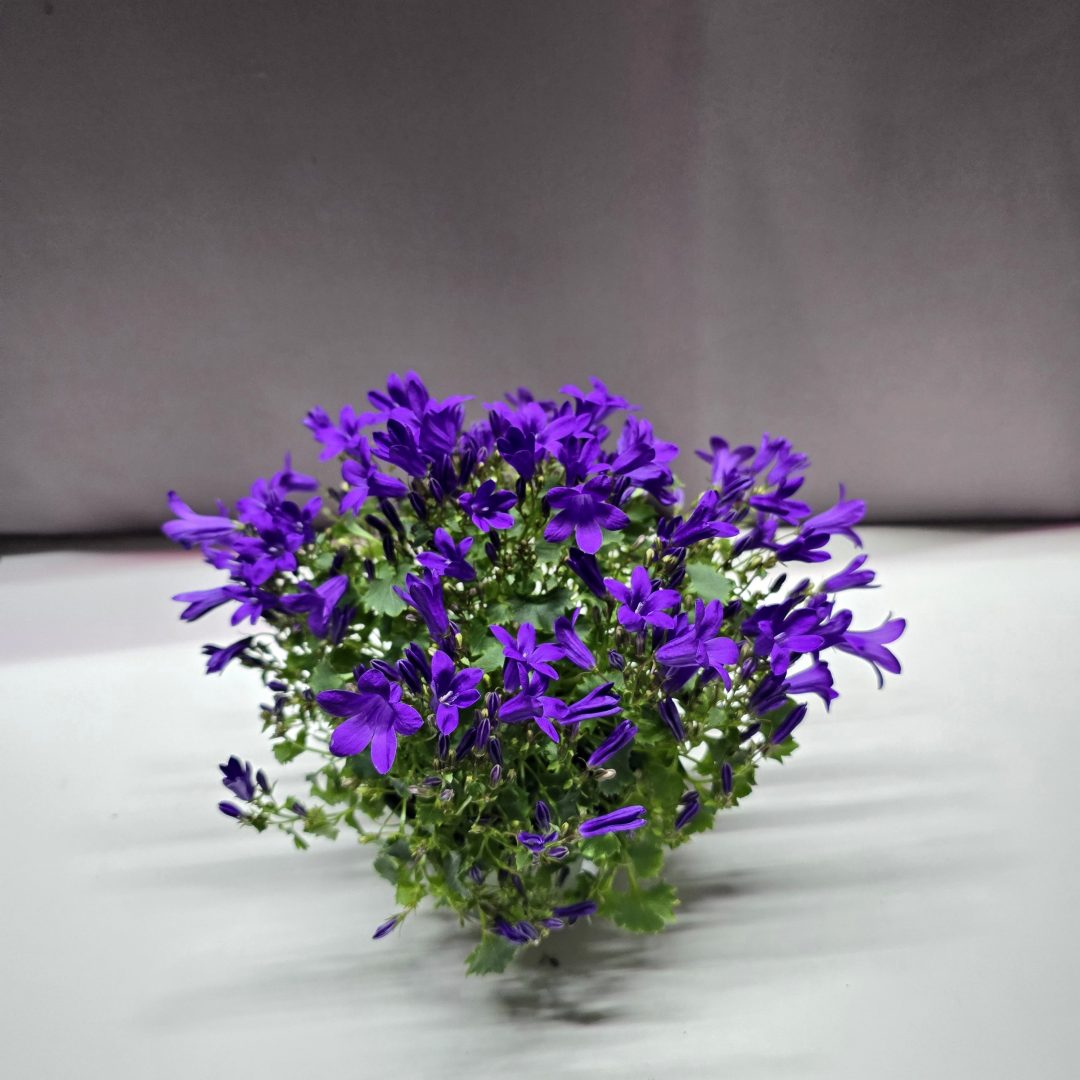 Dalmát Harangvirág - Campanula portenschlagiana ↑20cm ⊘11cm