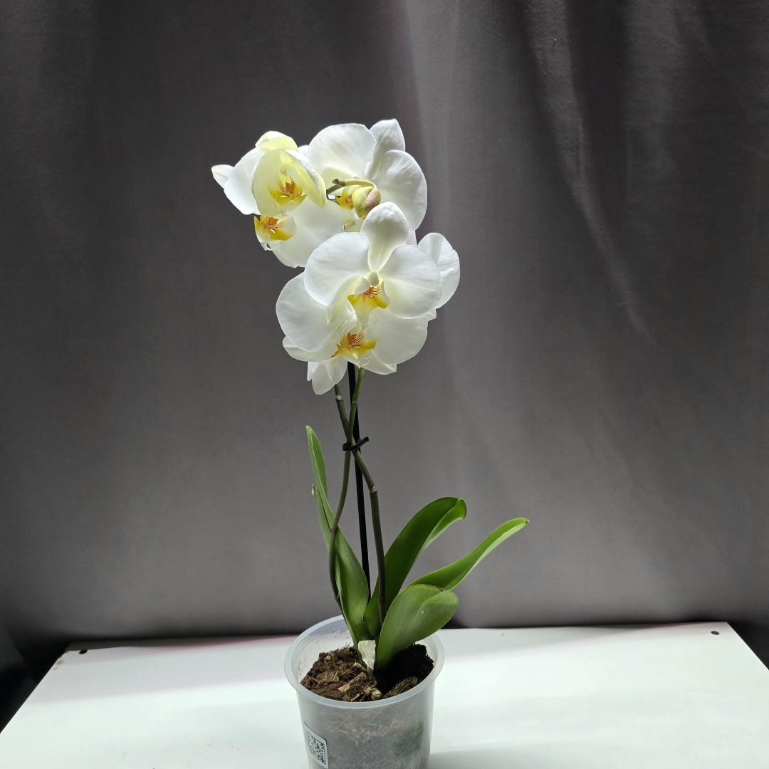 Lepkeorchidea ↑40cm ⊘12cm
