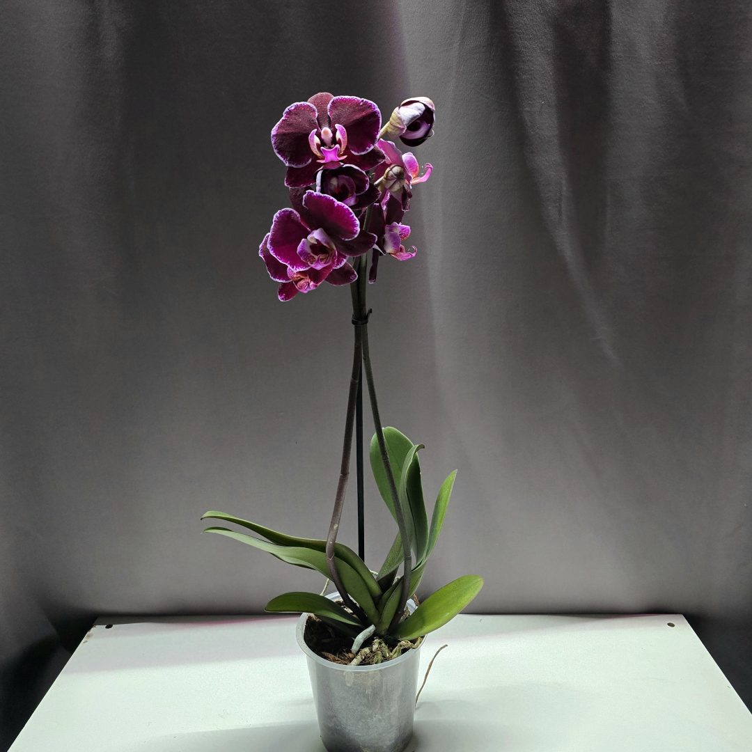 Lepkeorchidea ↑40cm ⊘12cm