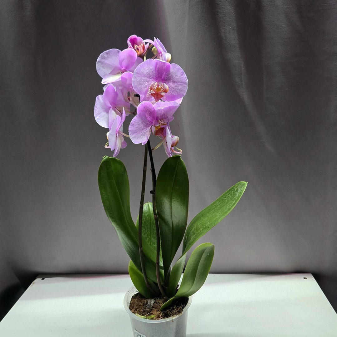 Lepkeorchidea ↑40cm ⊘12cm