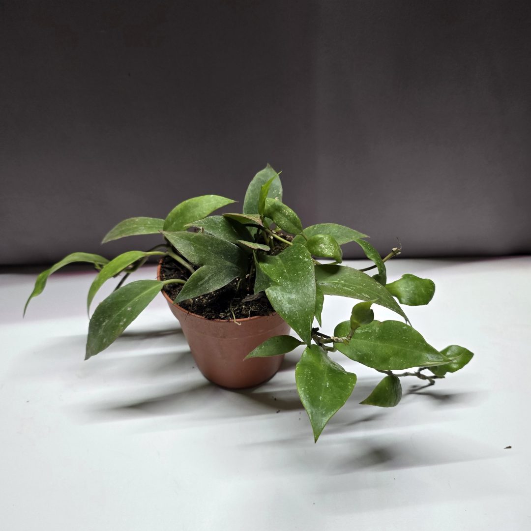 Hoya Sunrise ↑20cm ⊘12cm