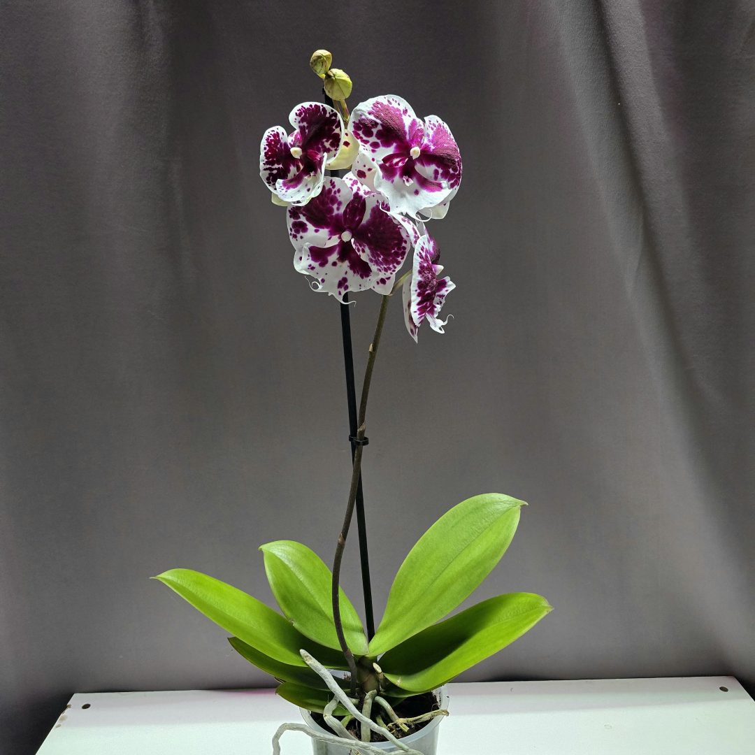 Lepkeorchidea ↑40cm ⊘12cm