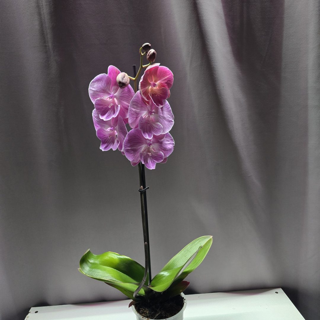 Lepkeorchidea ↑40cm ⊘12cm