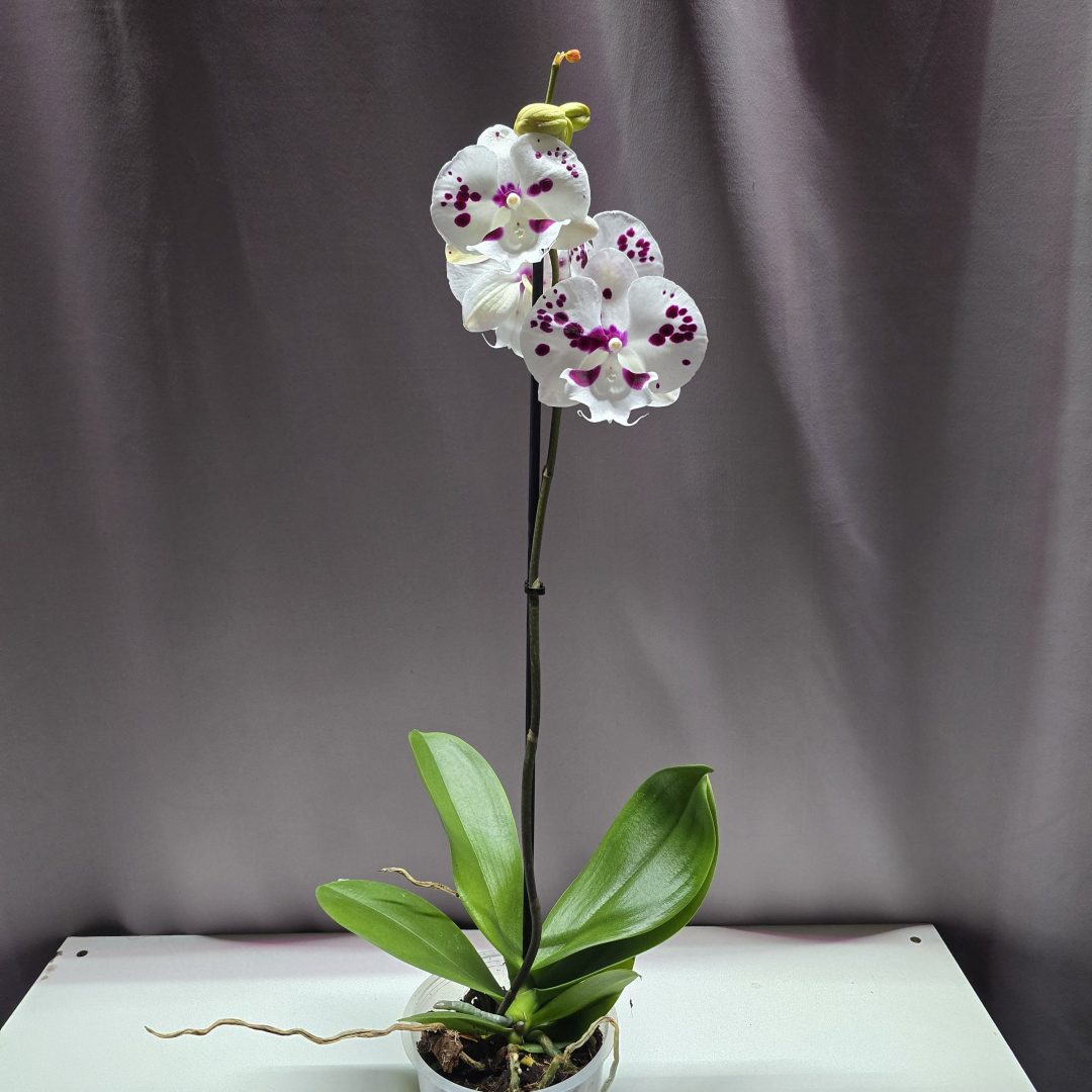 Lepkeorchidea ↑40cm ⊘12cm