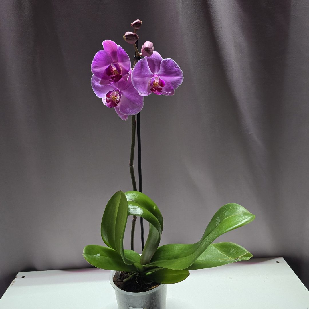Lepkeorchidea ↑40cm ⊘12cm