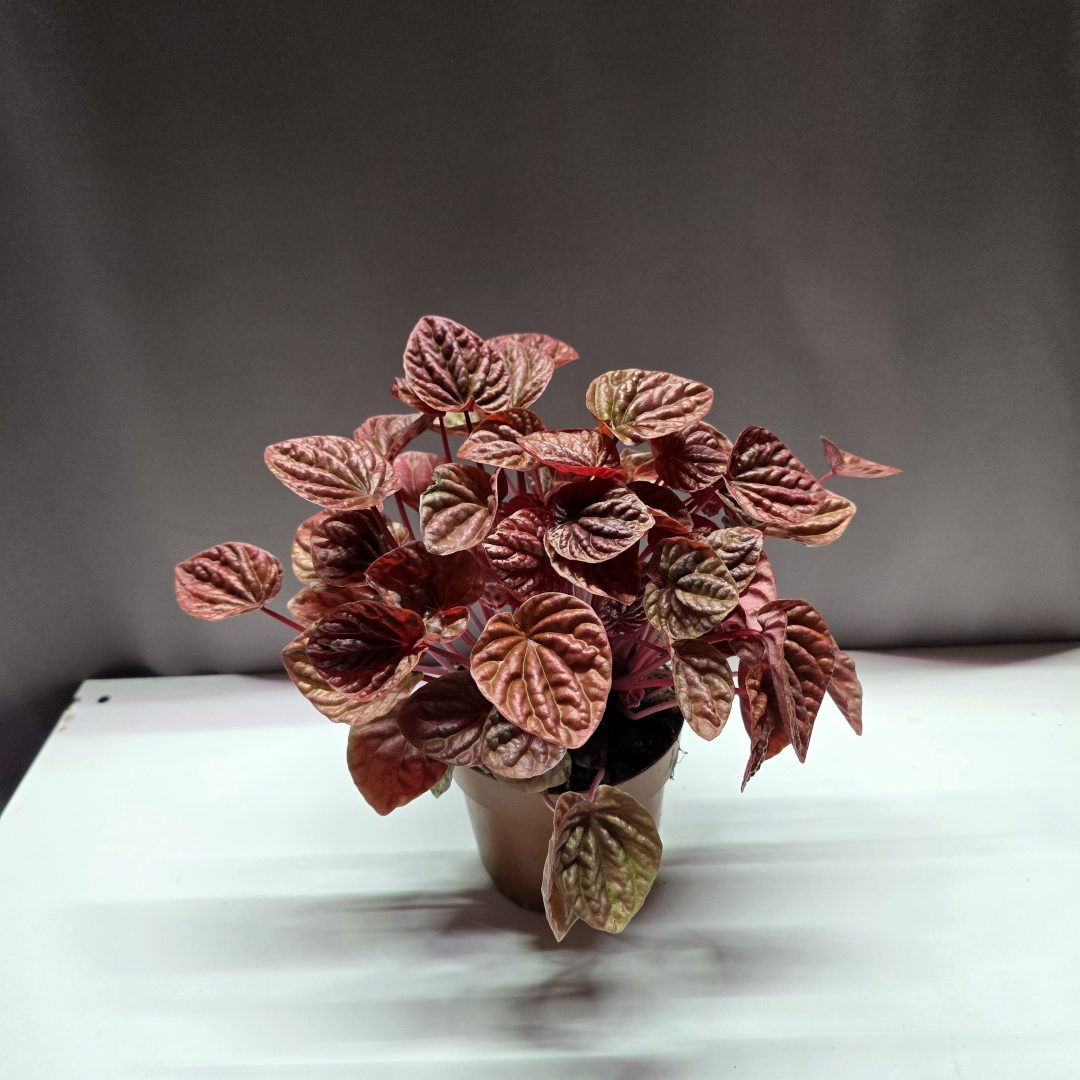 Peperomia Quito ↑25cm ⊘12cm