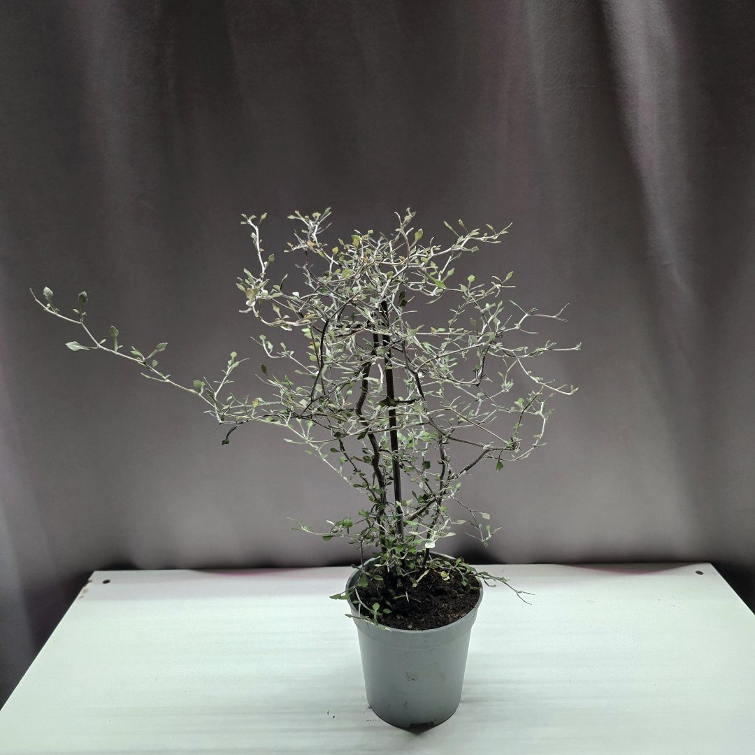 Corokia cotoneaster ↑35cm ⊘11cm