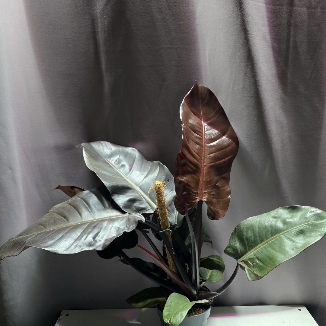 Philodendron Black Cardinal ↑50cm ⊘14cm