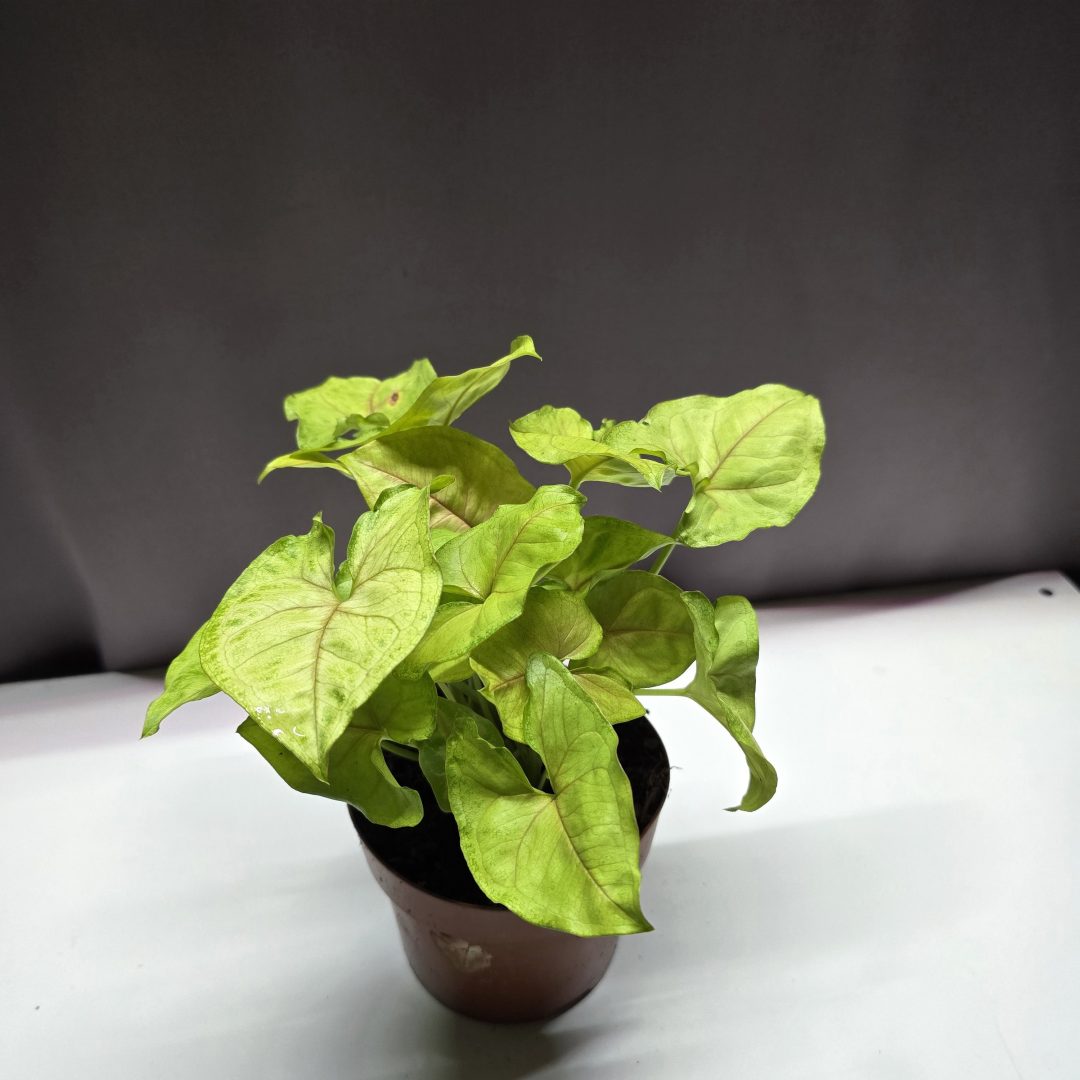 Syngonium Mango ↑30cm ⊘12cm