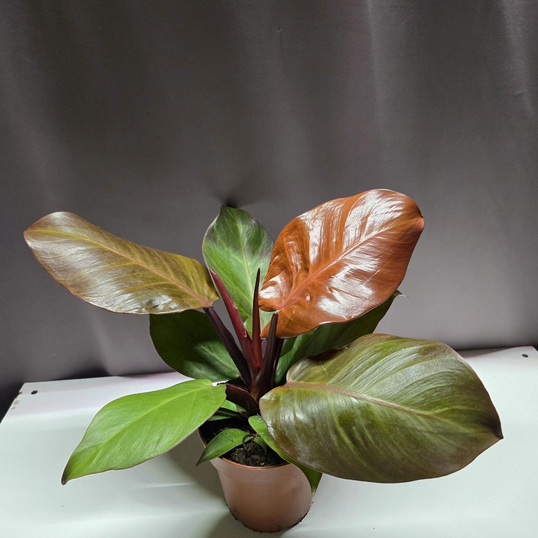 Philodendron Imperial Red ↑35cm ⊘12cm