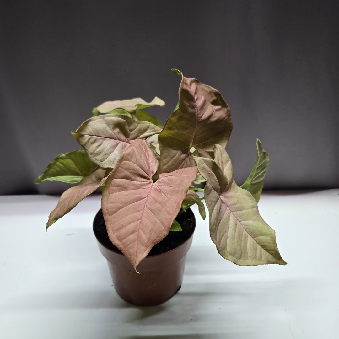 Syngonium Neon Robusta ↑35cm ⊘12cm