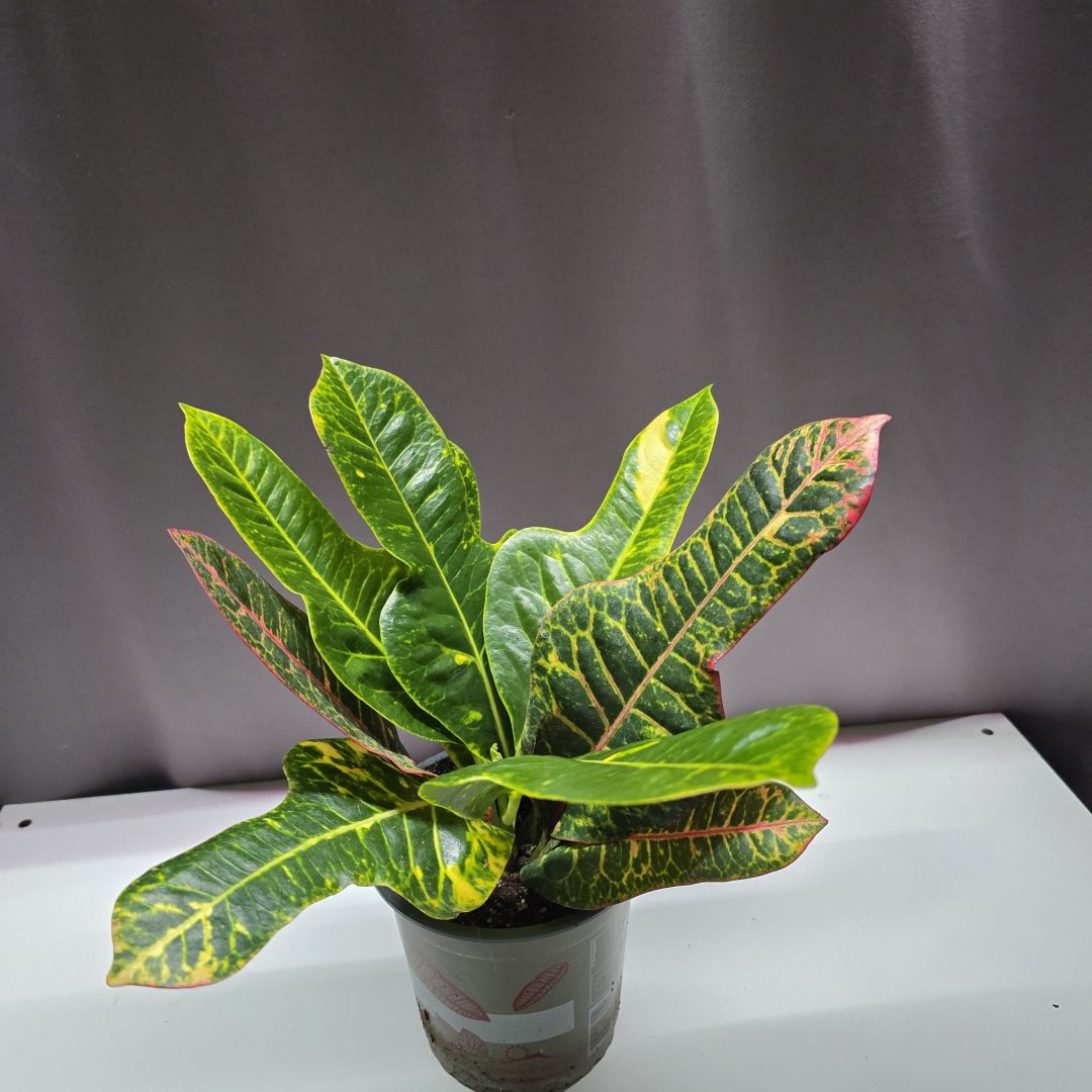 Croton Gr Excellent - Kroton ↑40cm ⊘13cm