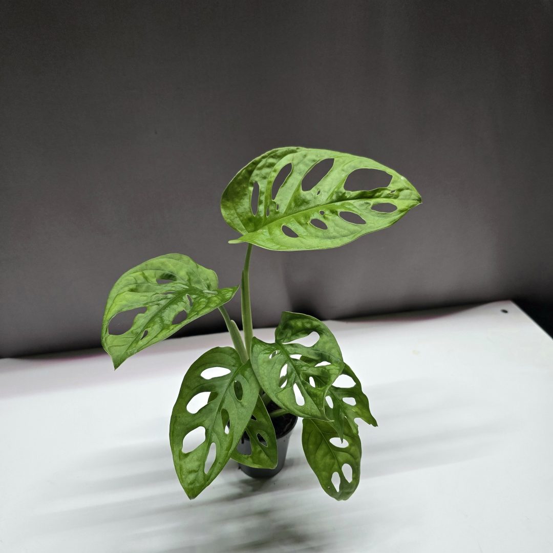Monstera Adansonii ↑20cm ⊘5cm