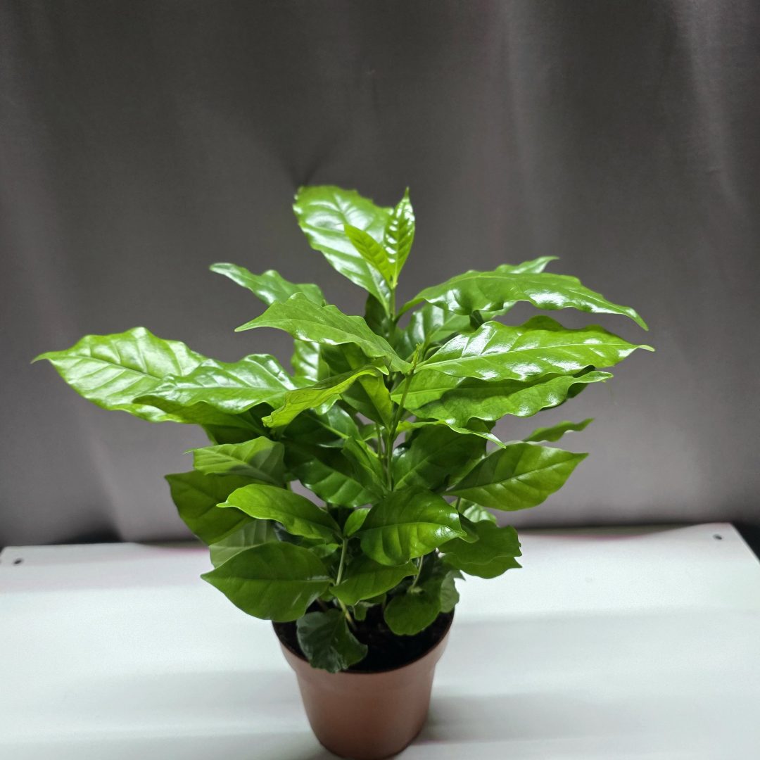 Kávebab cserje ↑20cm ⊘12cm