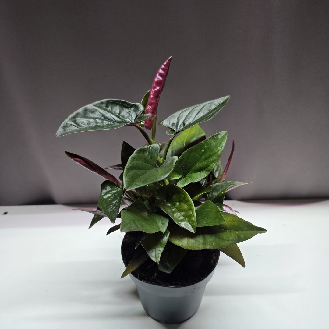 Syngonium Erythrophyllum 'Red Arrow' ↑25cm ⊘12cm