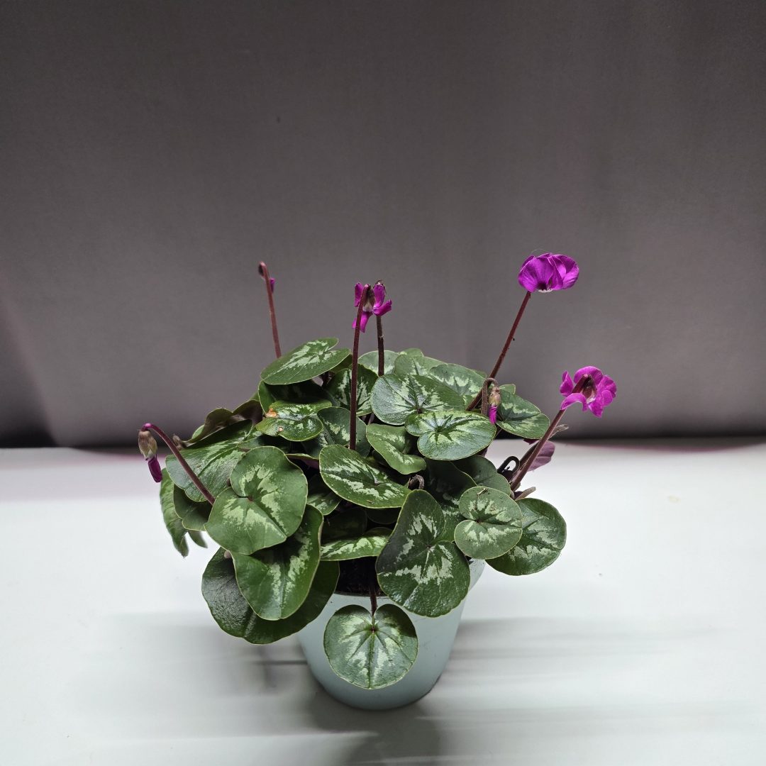 Kerti évelő Cyclamen ↑20cm ⊘11cm