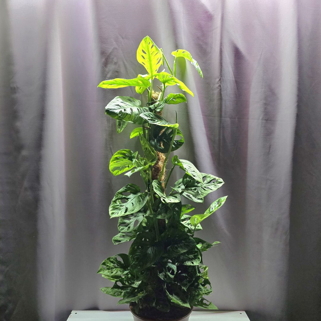 Monstera Adansonii karós ↑90cm ⊘19cm