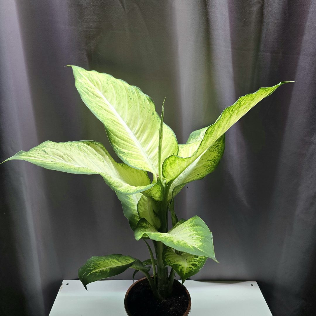 Dieffenbachia 'Bravo' ↑70cm ⊘17cm