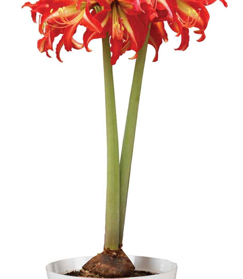 Amaryllis 'Swazi'  ⊘13cm