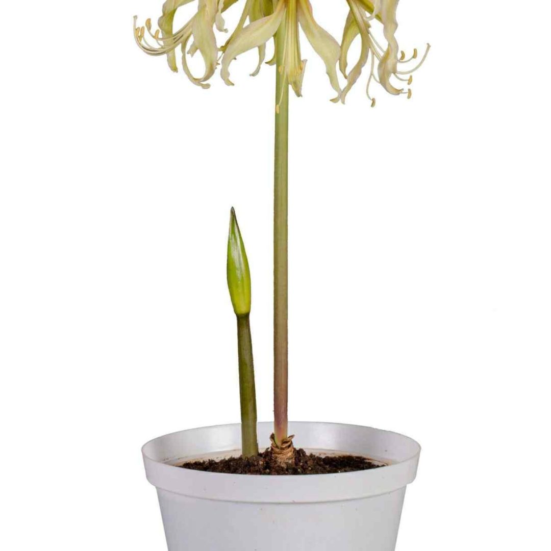 Amaryllis 'Saffron' ⊘13cm