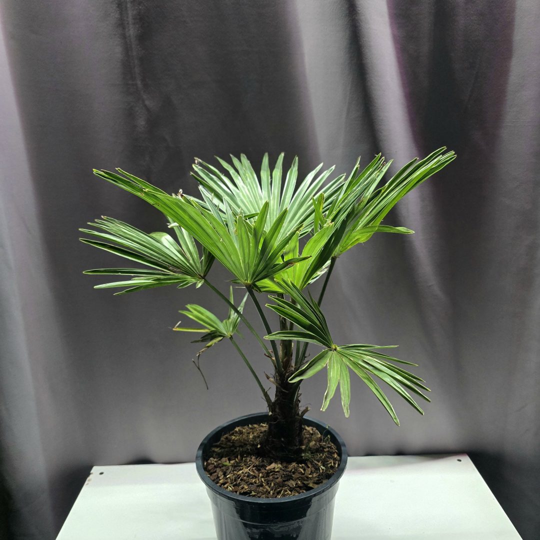 Trachycarpus wagnerianus - Japán kenderpálma ↑60cm ⊘19cm