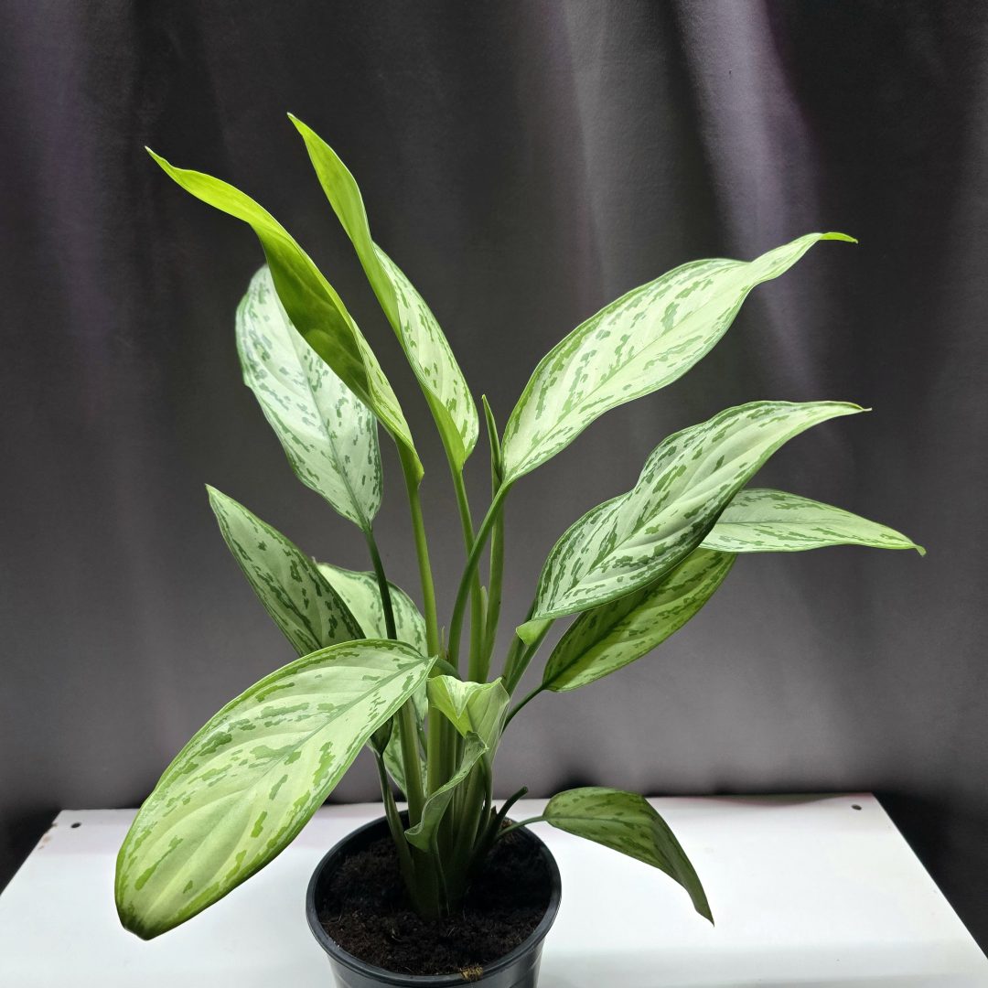 Agleonema Sylver Queen ↑40cm ⊘14cm