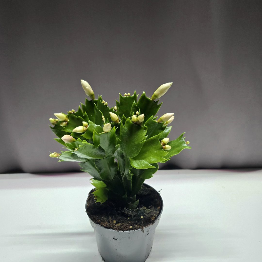 Schlumbergera – Karácsonyi kaktusz fehér ↑30cm ⊘13cm