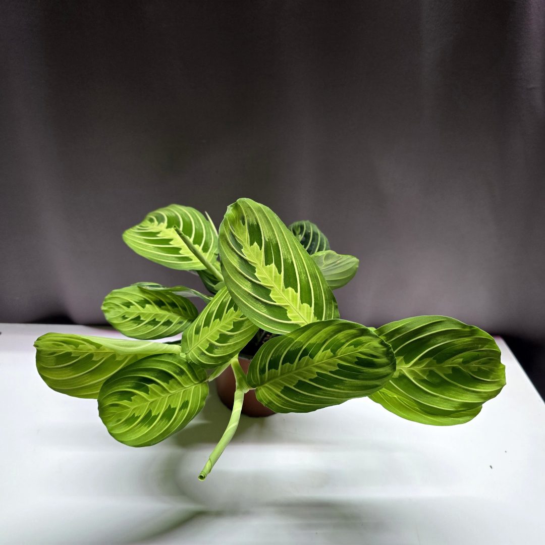 Marantha Lemon Lime ↑30cm ⊘12cm