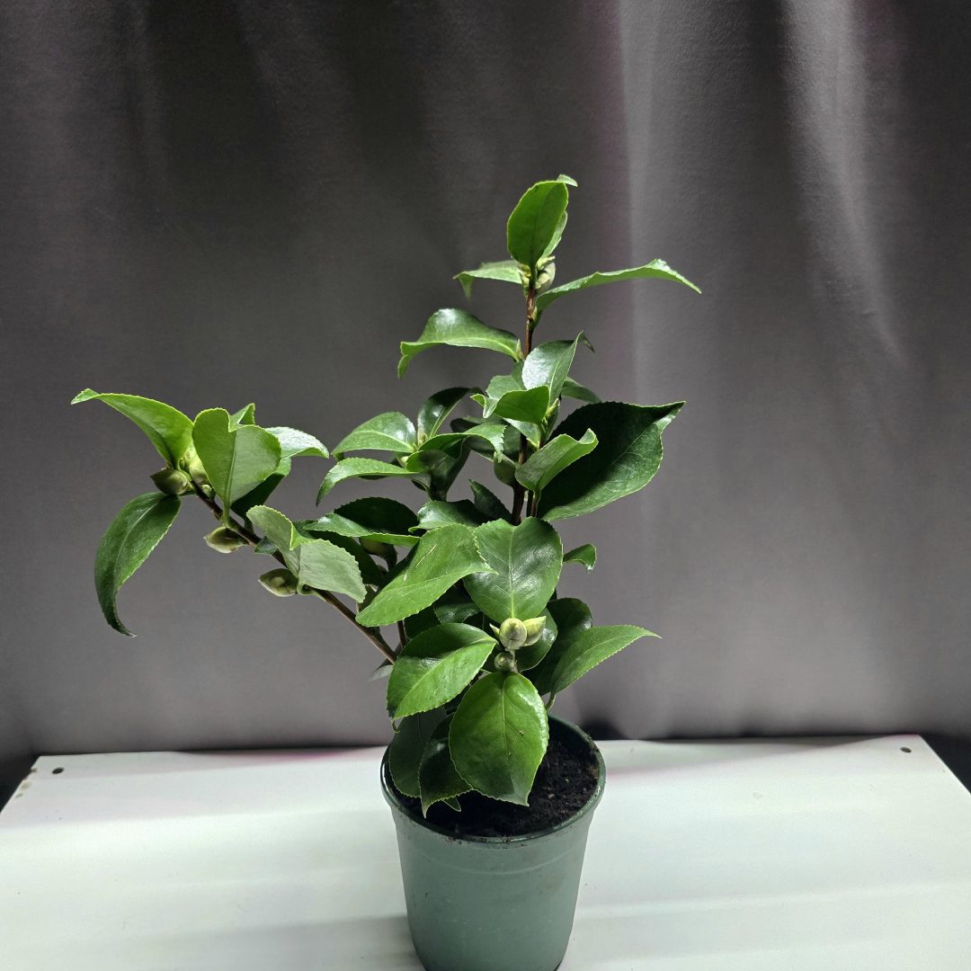 Camellia Japonica "Eugenia de Montijo" ↑40cm ⊘12cm