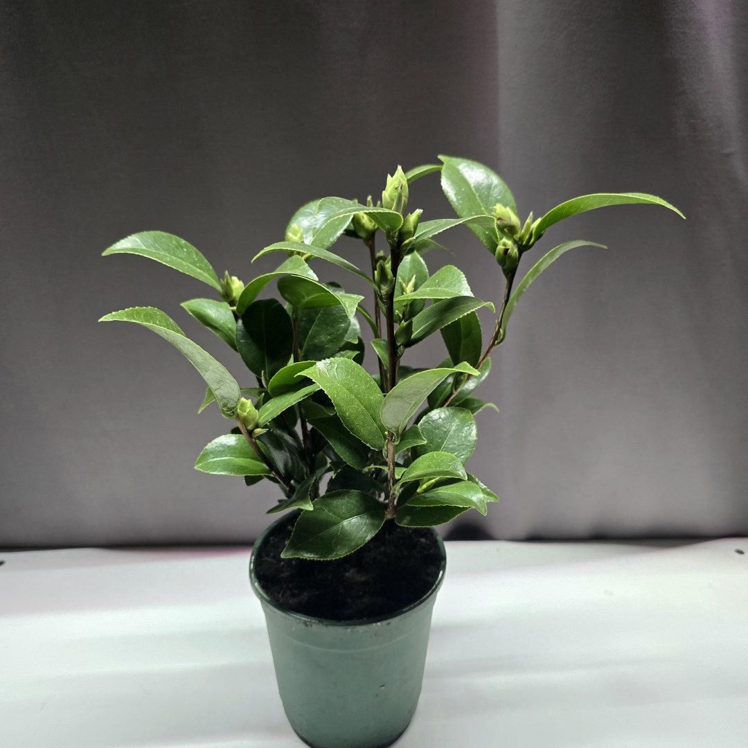 Camellia Japonica "Nishiki Kirin"↑40cm ⊘12cm