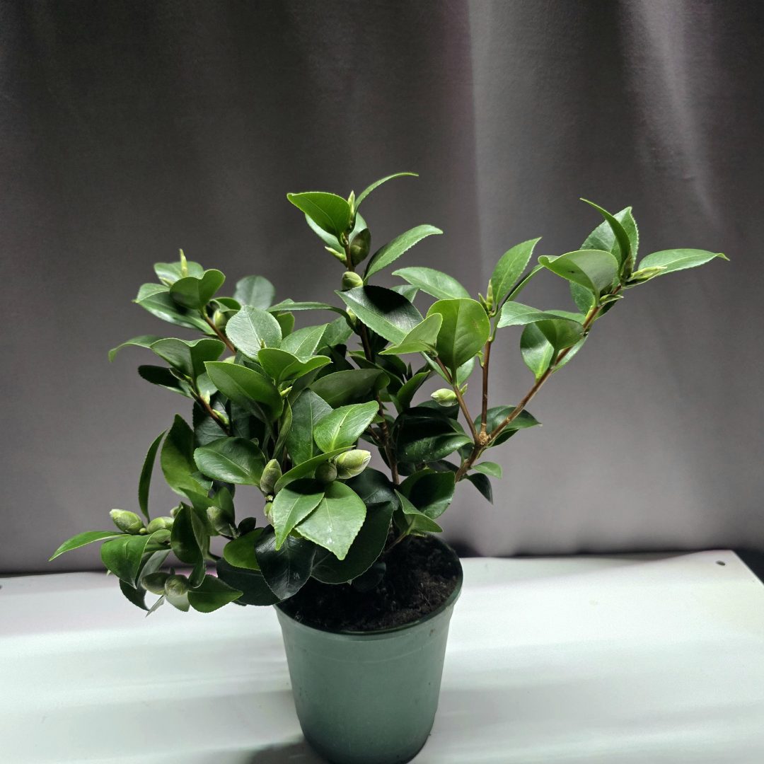 Camellia japonica 'Santorelli' ↑40cm ⊘12cm