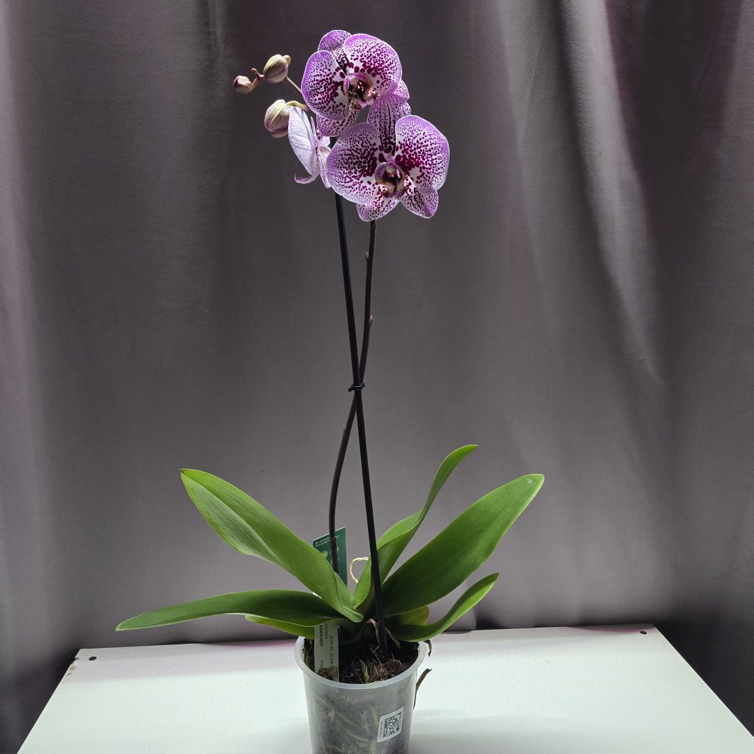 Lepkeorchidea ↑40cm ⊘12cm