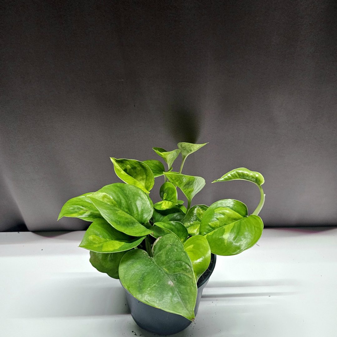Epipremnum Global Green 30 cm tarka szobanövény 12 cm cserépben – Törpe Garden