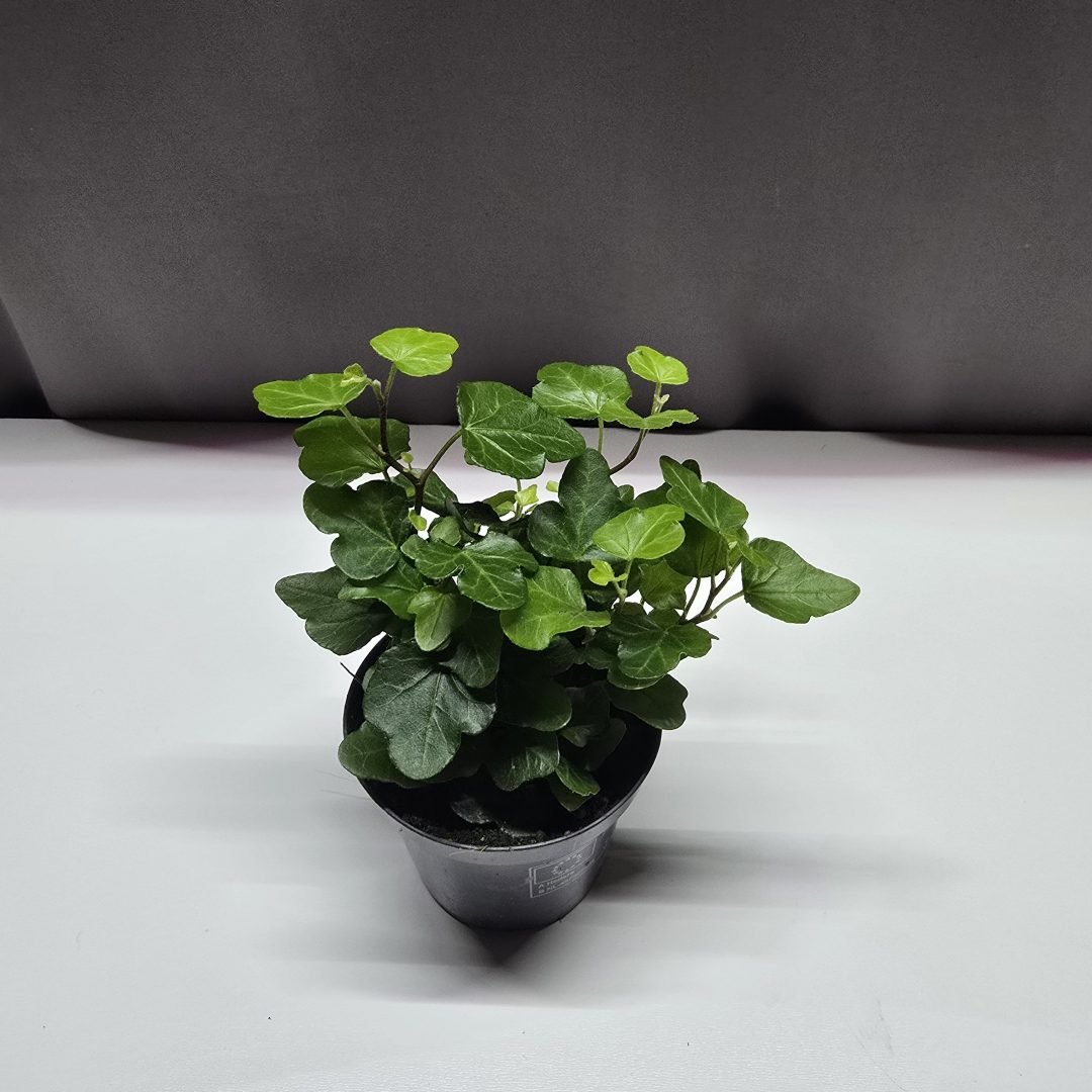 Hedera szobaborostyán 10 cm magas, 9 cm cserépben – Törpe Garden