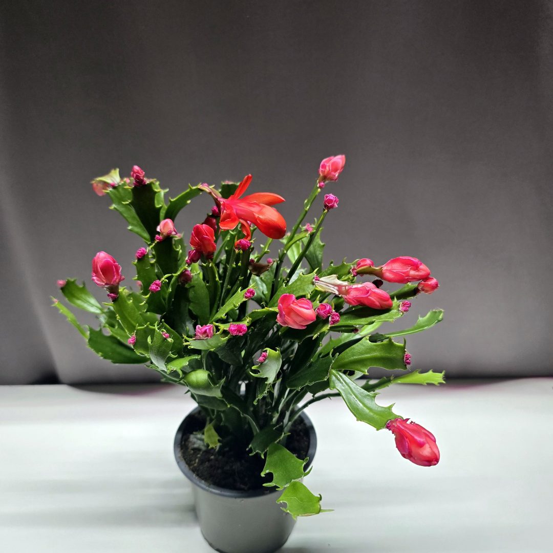 Dupla virágú narancsvörös karácsonyi kaktusz 30 cm magas, 11 cm cserépben – Törpe Garden