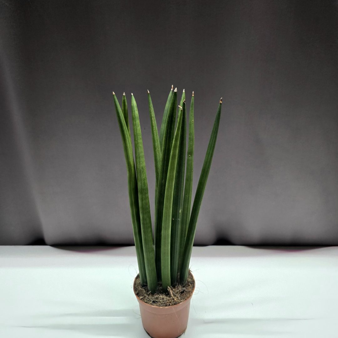 Sansevieria cylindrica hengeres anyósnyelv 30 cm magas, 10 cm cserépben – Törpe Garden