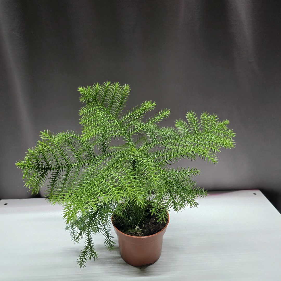 Araucaria szobafenyő 20 cm magas, 10 cm-es műanyag cserépben – Törpe Garden