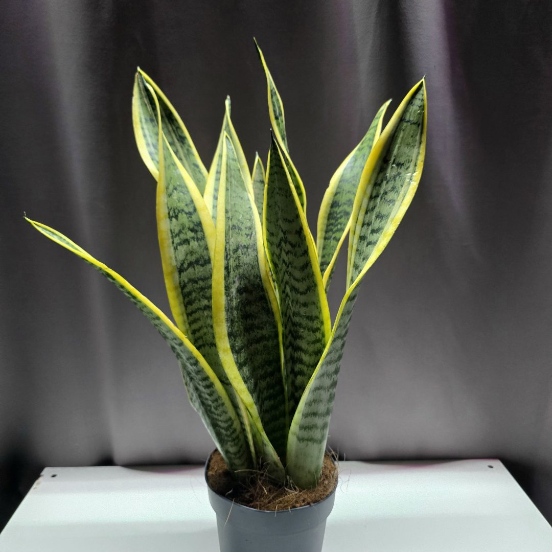 Sansevieria Laurentii anyósnyelv 55 cm magas, 14 cm cserépben – Törpe Garden
