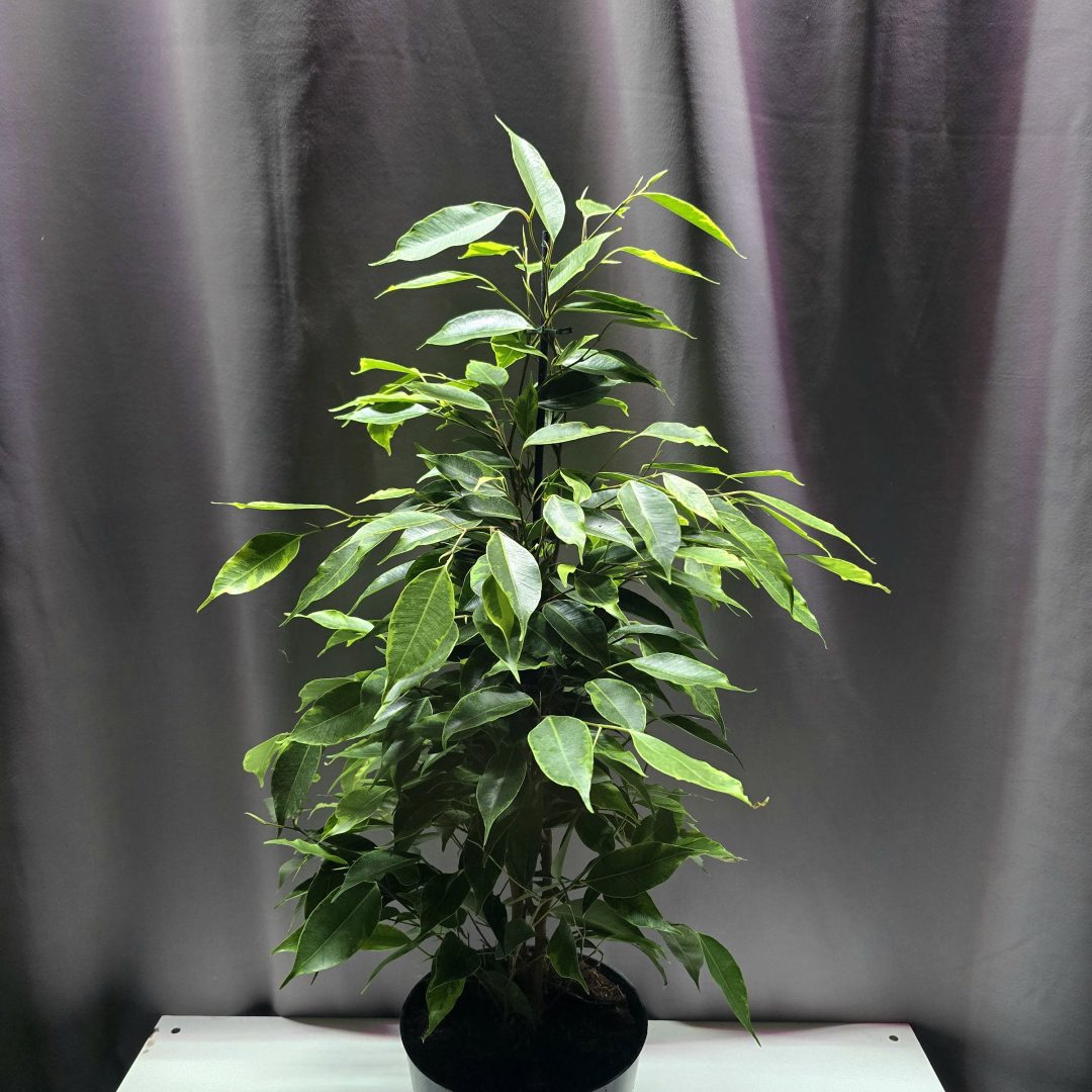 Ficus benjamina Anastasia 70 cm elegáns szobanövény 17 cm cserépben – Törpe Garden