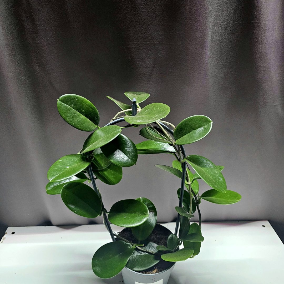 Hoya Australis 35 cm kúszó szobanövény 12 cm cserépben – Törpe Garden