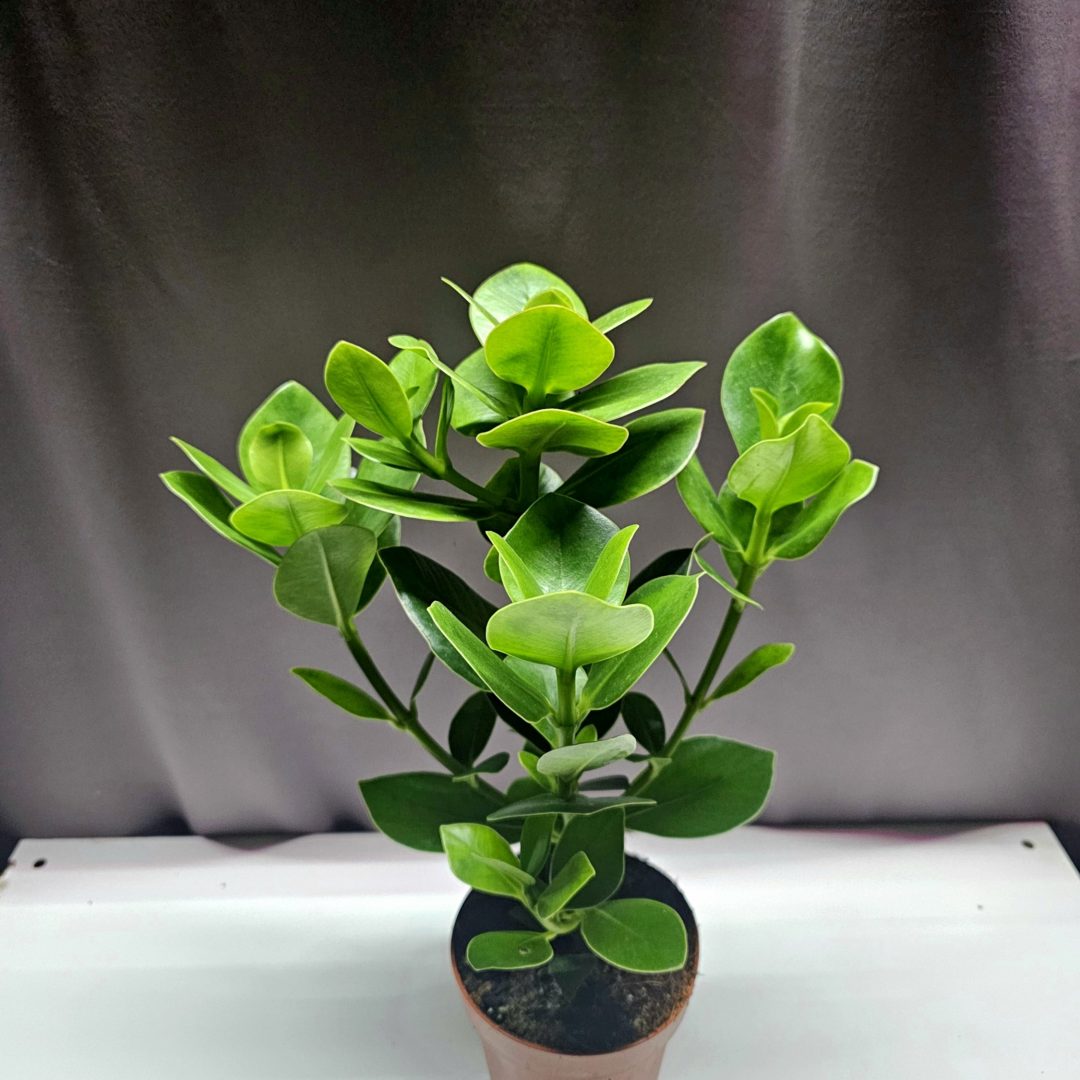 Clusia rosea Princess 40 cm magas szobanövény 12 cm cserépben – Törpe Garden